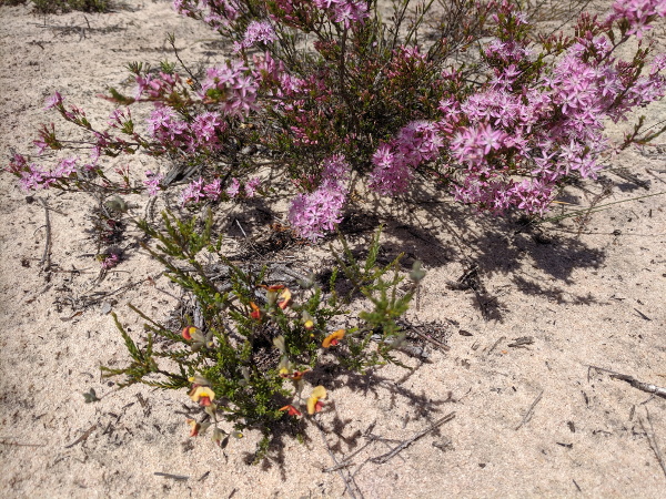 flowers in the Desert
